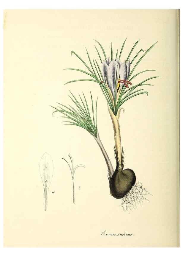 Reproducción/Reproduction 37940191812: Plantæ utiliores :. London :Whittaker & Co.,1842-1850.. 