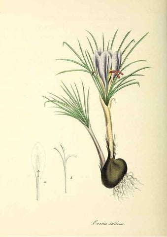 Reproducción/Reproduction 37940191812: Plantæ utiliores :. London :Whittaker & Co.,1842-1850.. 
