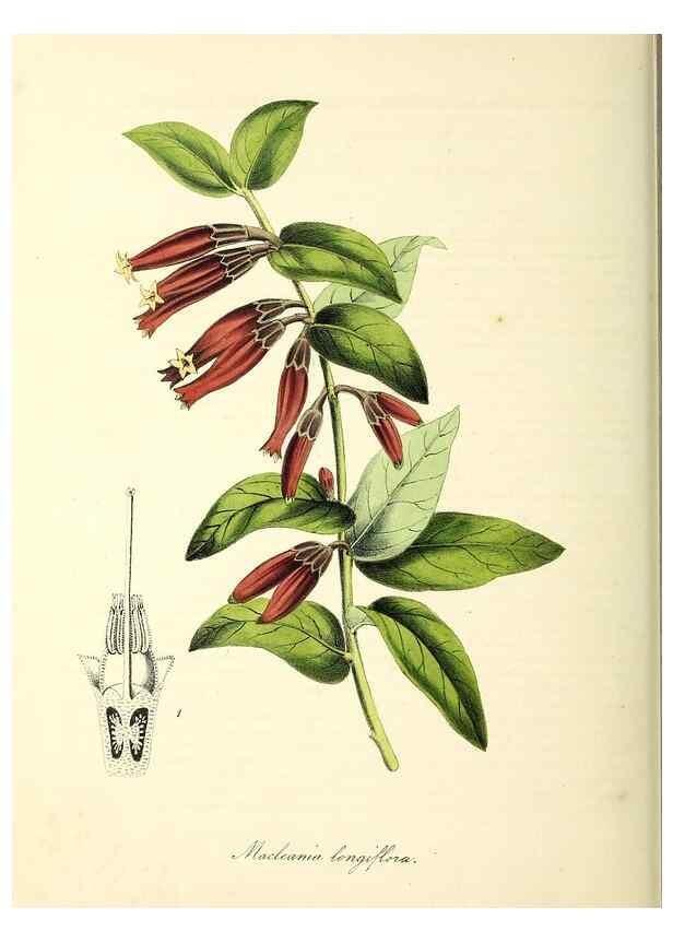 Reproducción/Reproduction 37260865934: Plantæ utiliores :. London :Whittaker & Co.,1842-1850.. 