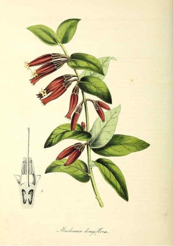 Reproducción/Reproduction 37260865934: Plantæ utiliores :. London :Whittaker & Co.,1842-1850.. 
