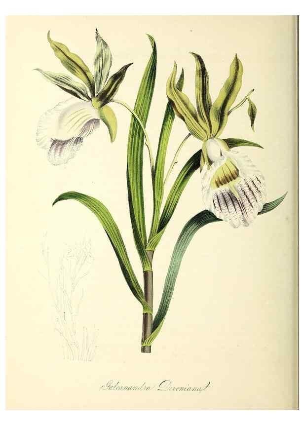 Reproducción/Reproduction 37260867764: Plantæ utiliores :. London :Whittaker & Co.,1842-1850.. 