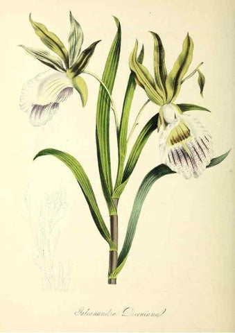 Reproducción/Reproduction 37260867764: Plantæ utiliores :. London :Whittaker & Co.,1842-1850.. 