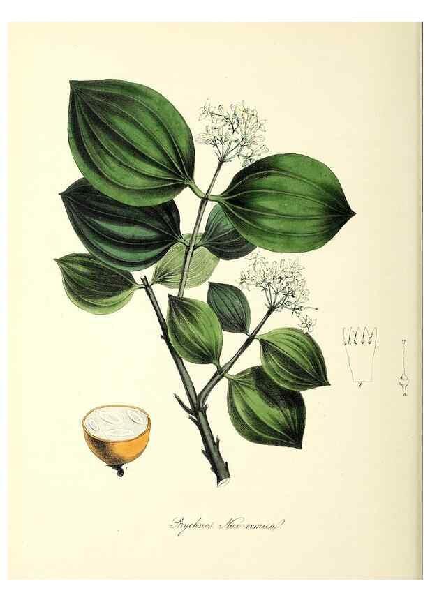 Reproducción/Reproduction 37917102656: Plantæ utiliores :. London :Whittaker & Co.,1842-1850.. 