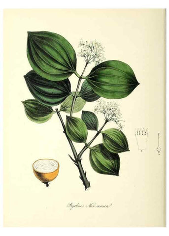 Reproducción/Reproduction 37917102656: Plantæ utiliores :. London :Whittaker & Co.,1842-1850.. 