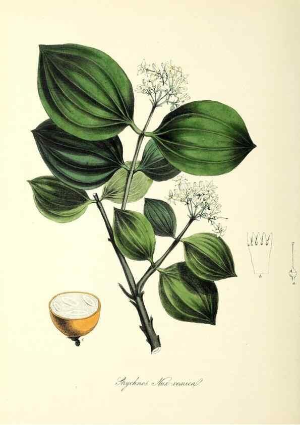 Reproducción/Reproduction 37917102656: Plantæ utiliores :. London :Whittaker & Co.,1842-1850.. 