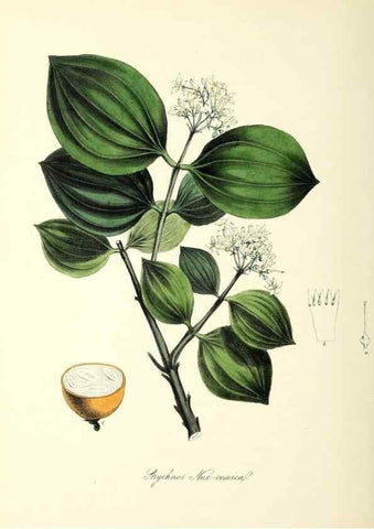 Reproducción/Reproduction 37917102656: Plantæ utiliores :. London :Whittaker & Co.,1842-1850.. 