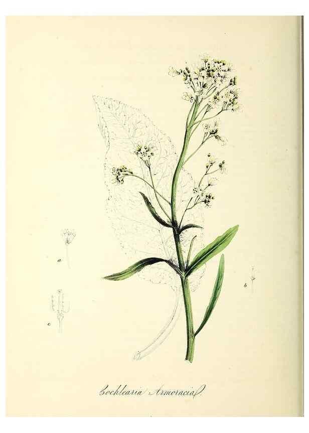 Reproducción/Reproduction 37940200602: Plantæ utiliores :. London :Whittaker & Co.,1842-1850.. 