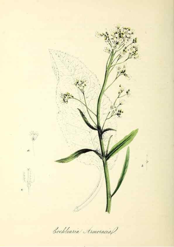 Reproducción/Reproduction 37940200602: Plantæ utiliores :. London :Whittaker & Co.,1842-1850.. 