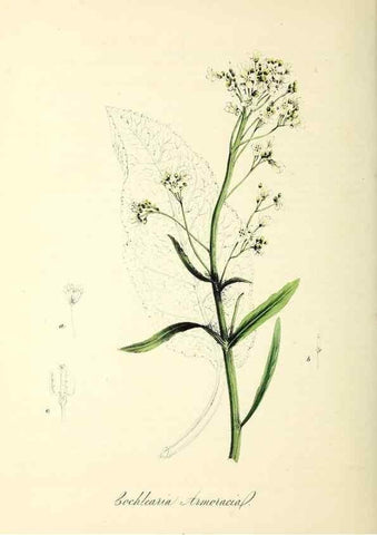 Reproducción/Reproduction 37940200602: Plantæ utiliores :. London :Whittaker & Co.,1842-1850.. 