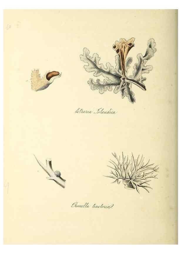 Reproducción/Reproduction 37917114066: Plantæ utiliores :. London :Whittaker & Co.,1842-1850.. 
