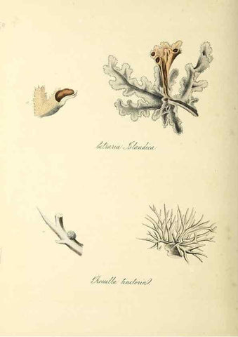 Reproducción/Reproduction 37917114066: Plantæ utiliores :. London :Whittaker & Co.,1842-1850.. 