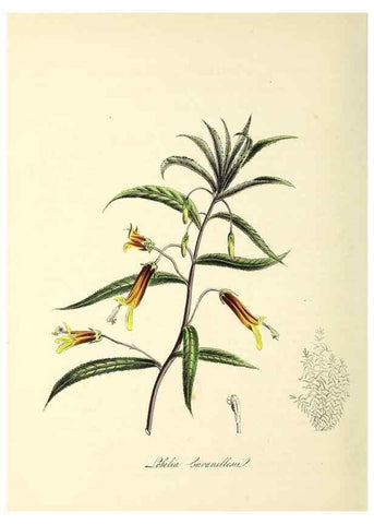 Reproducción/Reproduction 37970886151: Plantæ utiliores :. London :Whittaker & Co.,1842-1850.. 