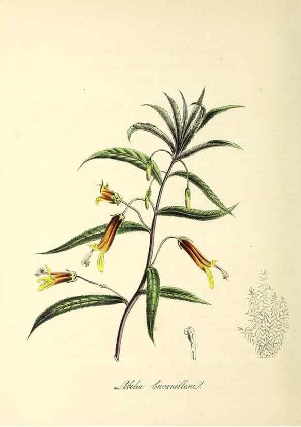 Reproducción/Reproduction 37970886151: Plantæ utiliores :. London :Whittaker & Co.,1842-1850.. 
