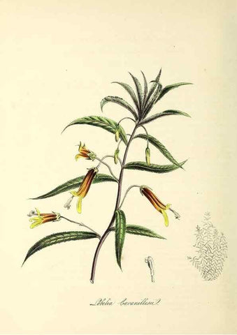 Reproducción/Reproduction 37970886151: Plantæ utiliores :. London :Whittaker & Co.,1842-1850.. 