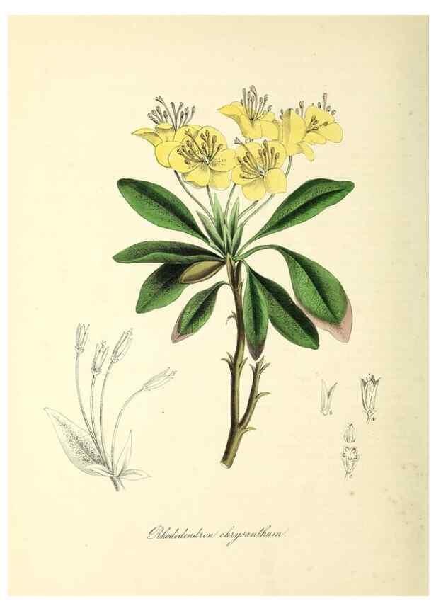 Reproducción/Reproduction 37970888021: Plantæ utiliores :. London :Whittaker & Co.,1842-1850.. 