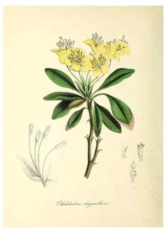 Reproducción/Reproduction 37970888021: Plantæ utiliores :. London :Whittaker & Co.,1842-1850.. 