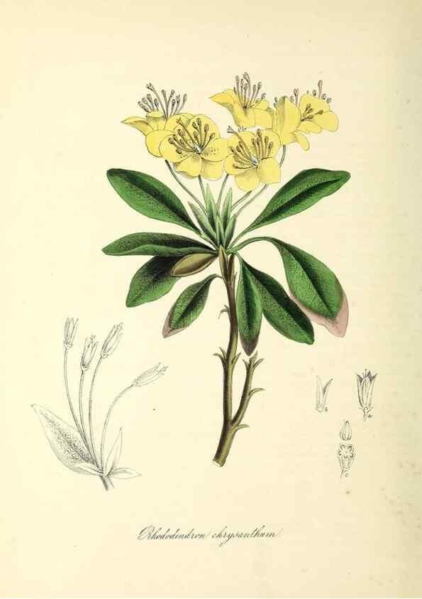 Reproducción/Reproduction 37970888021: Plantæ utiliores :. London :Whittaker & Co.,1842-1850.. 