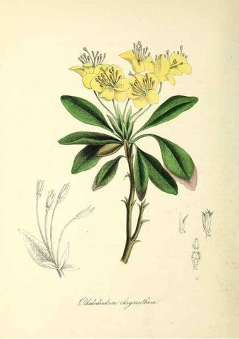 Reproducción/Reproduction 37970888021: Plantæ utiliores :. London :Whittaker & Co.,1842-1850.. 