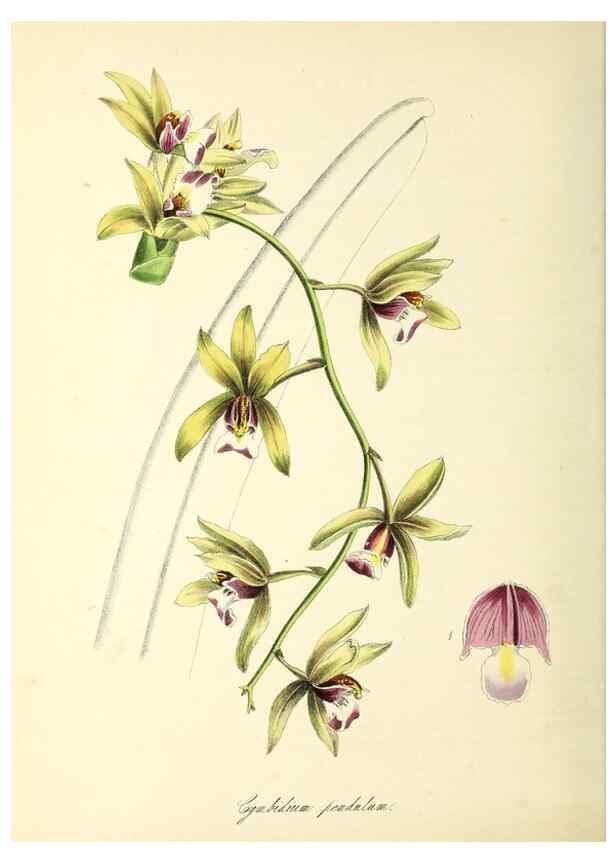 Reproducción/Reproduction 37970889921: Plantæ utiliores :. London :Whittaker & Co.,1842-1850.. 