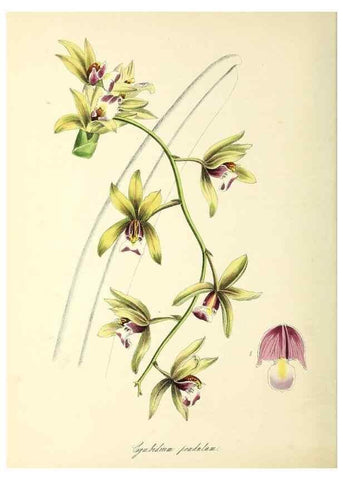 Reproducción/Reproduction 37970889921: Plantæ utiliores :. London :Whittaker & Co.,1842-1850.. 