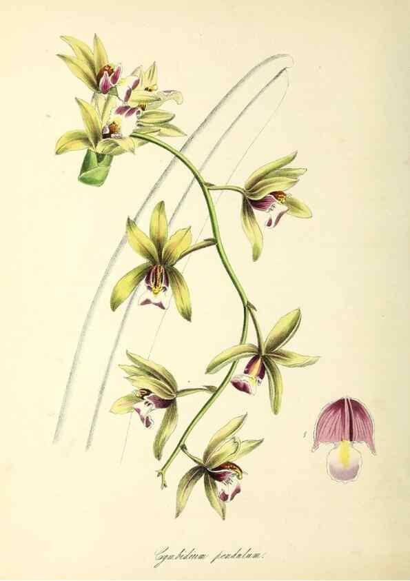 Reproducción/Reproduction 37970889921: Plantæ utiliores :. London :Whittaker & Co.,1842-1850.. 