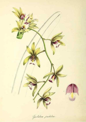 Reproducción/Reproduction 37970889921: Plantæ utiliores :. London :Whittaker & Co.,1842-1850.. 