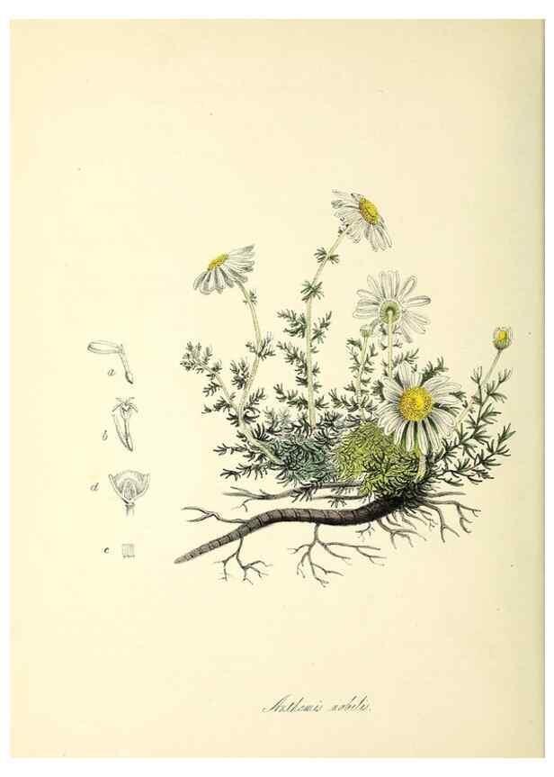 Reproducción/Reproduction 37970892131: Plantæ utiliores :. London :Whittaker & Co.,1842-1850.. 