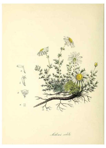 Reproducción/Reproduction 37970892131: Plantæ utiliores :. London :Whittaker & Co.,1842-1850.. 