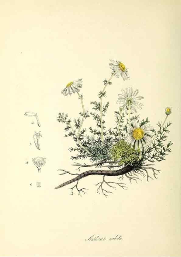 Reproducción/Reproduction 37970892131: Plantæ utiliores :. London :Whittaker & Co.,1842-1850.. 