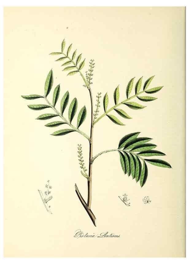 Reproducción/Reproduction 37970893761: Plantæ utiliores :. London :Whittaker & Co.,1842-1850.. 