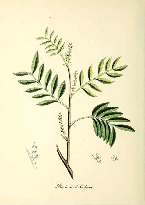 Reproducción/Reproduction 37970893761: Plantæ utiliores :. London :Whittaker & Co.,1842-1850.. 