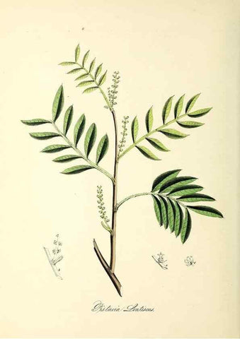 Reproducción/Reproduction 37970893761: Plantæ utiliores :. London :Whittaker & Co.,1842-1850.. 