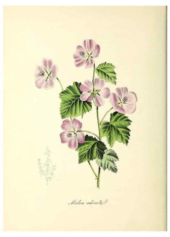 Reproducción/Reproduction 37970895571: Plantæ utiliores :. London :Whittaker & Co.,1842-1850.. 