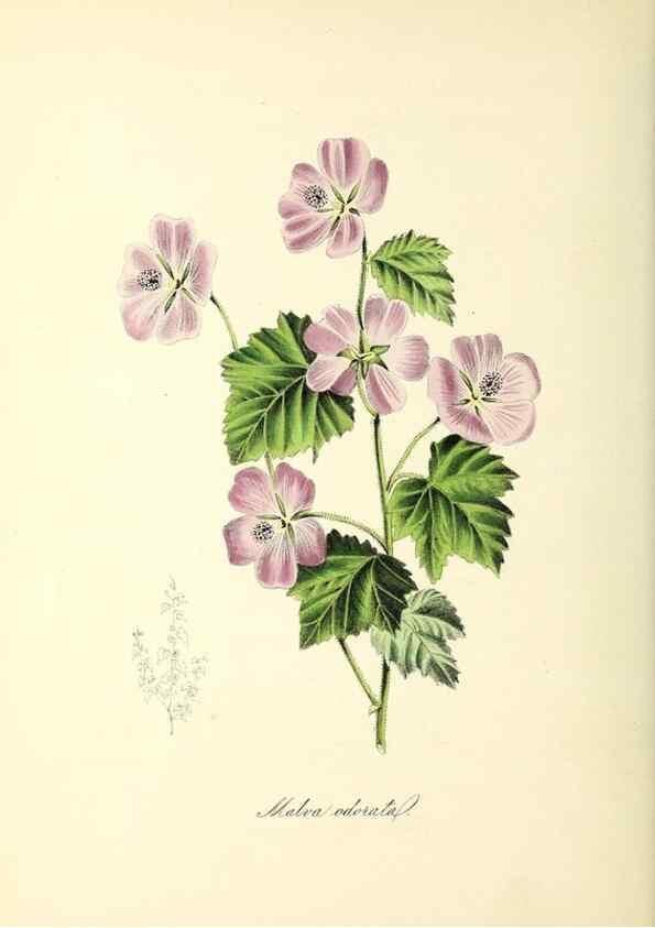 Reproducción/Reproduction 37970895571: Plantæ utiliores :. London :Whittaker & Co.,1842-1850.. 