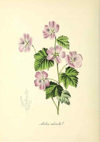 Reproducción/Reproduction 37970895571: Plantæ utiliores :. London :Whittaker & Co.,1842-1850.. 