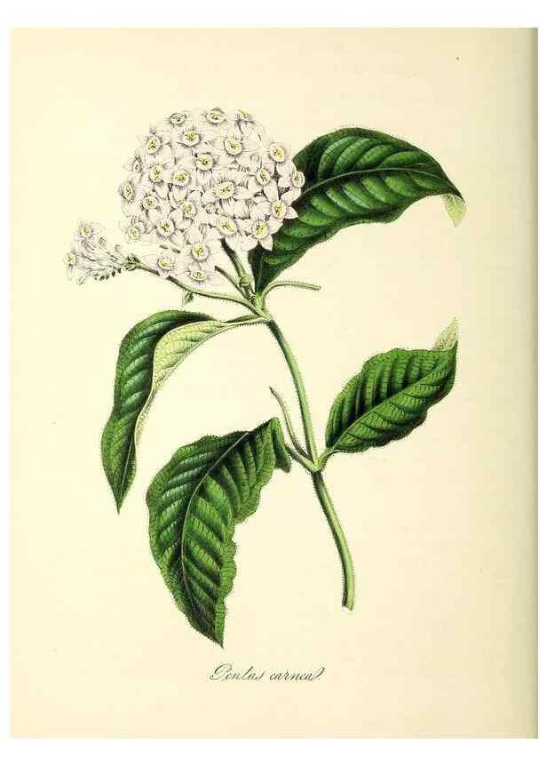 Reproducción/Reproduction 37917112286: Plantæ utiliores :. London :Whittaker & Co.,1842-1850.. 