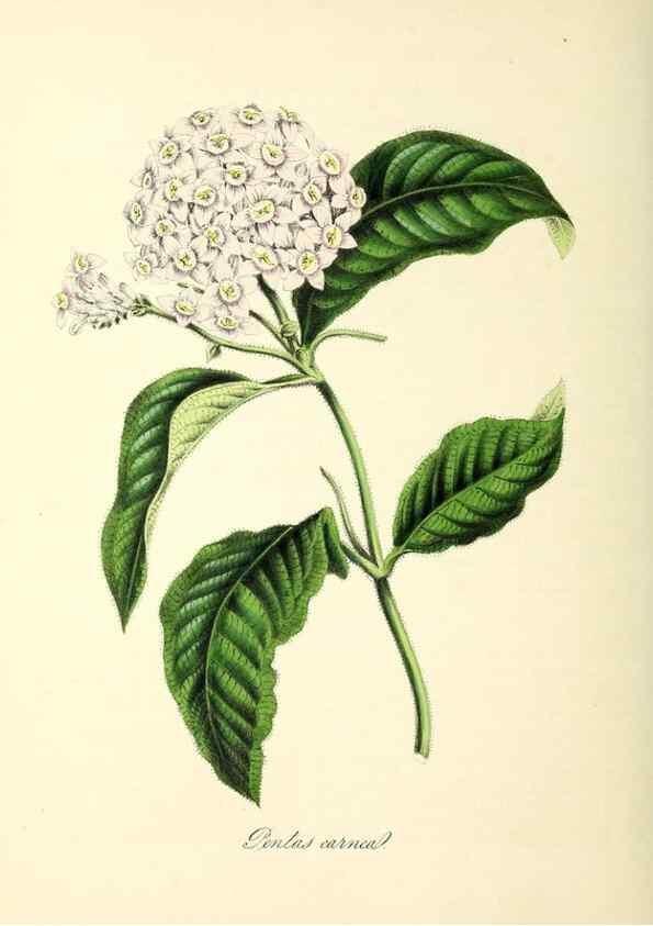 Reproducción/Reproduction 37917112286: Plantæ utiliores :. London :Whittaker & Co.,1842-1850.. 