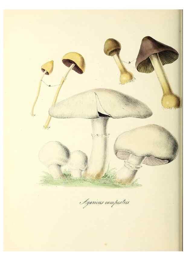 Reproducción/Reproduction 24119435668: Plantæ utiliores :. London :Whittaker & Co.,1842-1850.. 