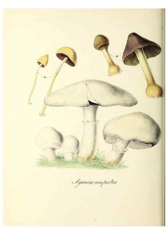 Reproducción/Reproduction 24119435668: Plantæ utiliores :. London :Whittaker & Co.,1842-1850.. 