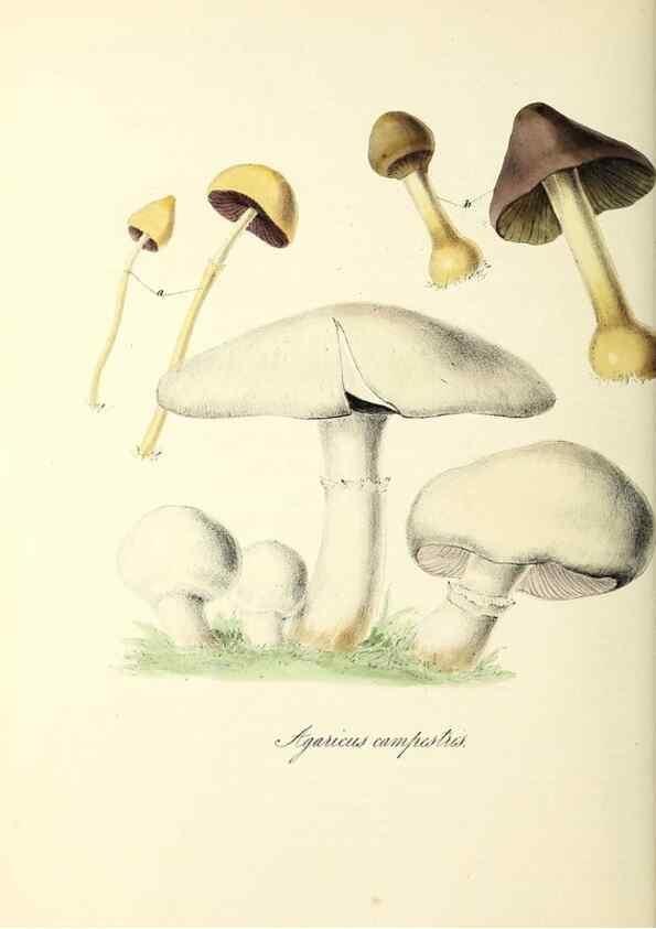 Reproducción/Reproduction 24119435668: Plantæ utiliores :. London :Whittaker & Co.,1842-1850.. 