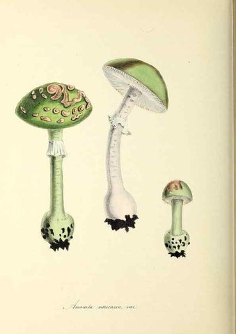 Reproducción/Reproduction 26195837149: Plantæ utiliores :. London :Whittaker & Co.,1842-1850.. 
