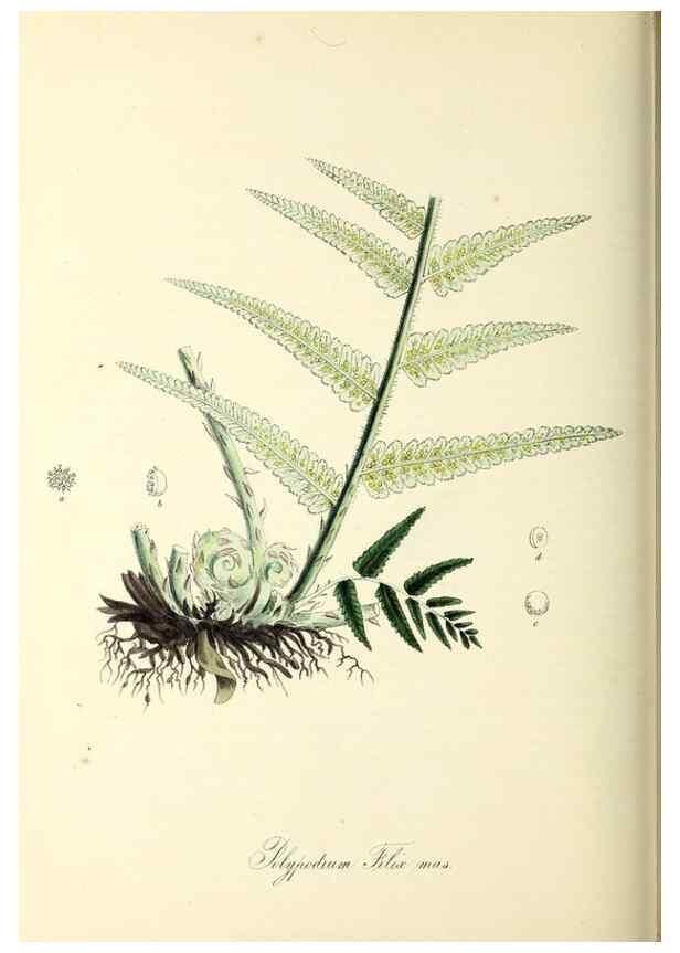 Reproducción/Reproduction 26195840629: Plantæ utiliores :. London :Whittaker & Co.,1842-1850.. 