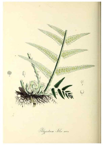 Reproducción/Reproduction 26195840629: Plantæ utiliores :. London :Whittaker & Co.,1842-1850.. 