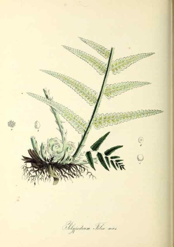 Reproducción/Reproduction 26195840629: Plantæ utiliores :. London :Whittaker & Co.,1842-1850.. 
