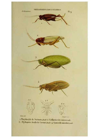 Reproducción/Reproduction 24716185728: Histoire naturelle des insectes.. Paris,Librairie encylopédique de Roret,1839.. 