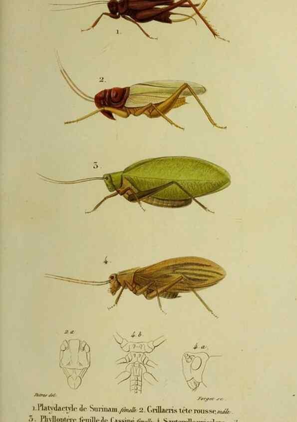 Reproducción/Reproduction 24716185728: Histoire naturelle des insectes.. Paris,Librairie encylopédique de Roret,1839.. 