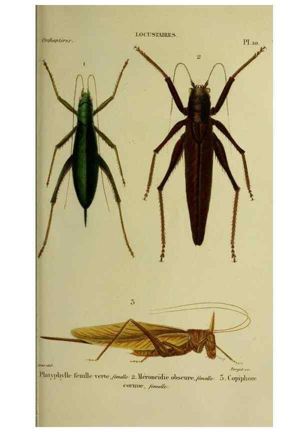 Reproducción/Reproduction 38588716911: Histoire naturelle des insectes.. Paris,Librairie encylopédique de Roret,1839.. 