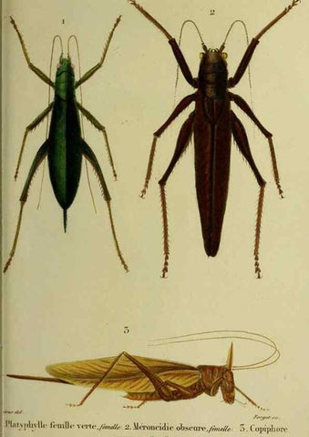 Reproducción/Reproduction 38588716911: Histoire naturelle des insectes.. Paris,Librairie encylopédique de Roret,1839.. 
