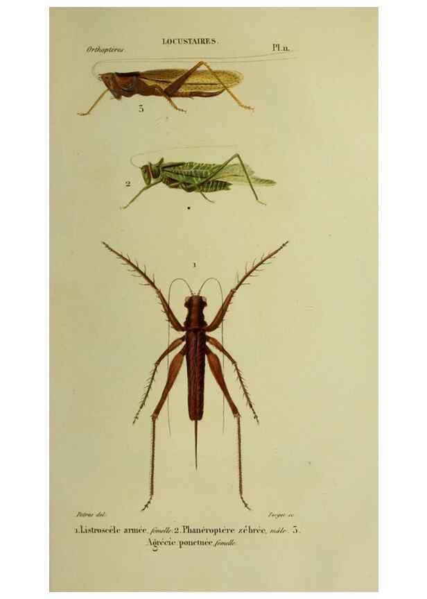 Reproducción/Reproduction 37871765844: Histoire naturelle des insectes.. Paris,Librairie encylopédique de Roret,1839.. 