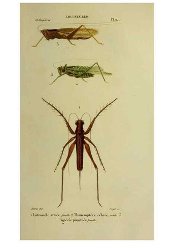 Reproducción/Reproduction 37871765844: Histoire naturelle des insectes.. Paris,Librairie encylopédique de Roret,1839.. 